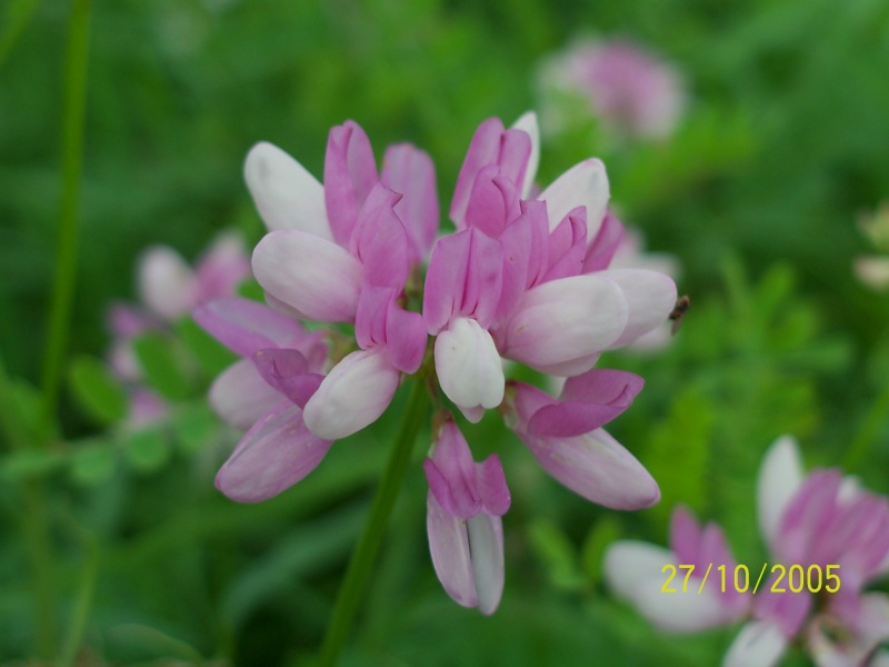 Securigera varia / Cornetta ginestrina